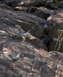 American Dippers 2166